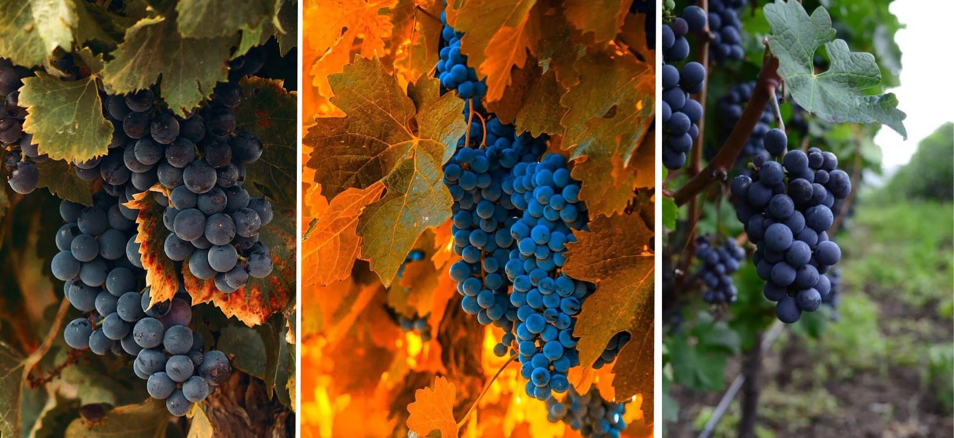 best_greek_red_wines